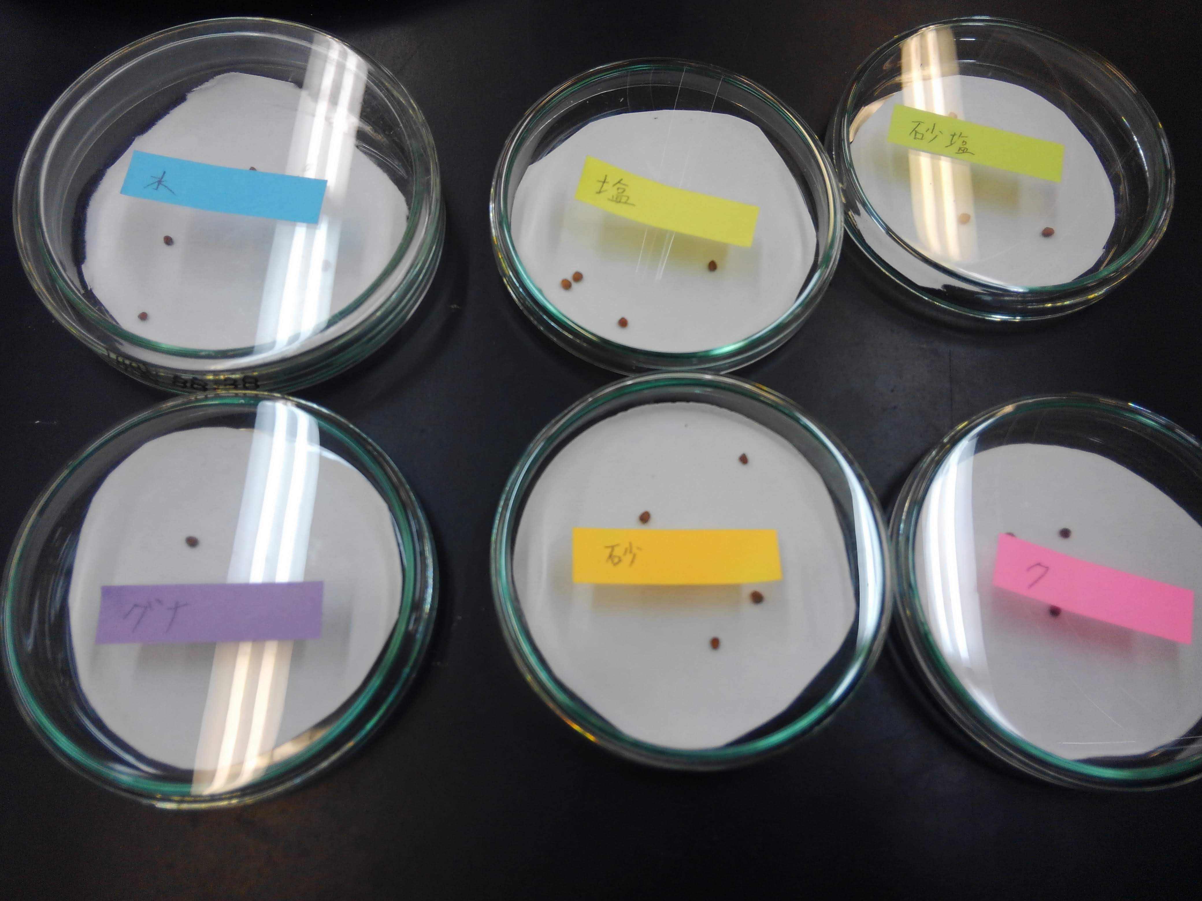 植物の発芽に水の味が影響するのかという研究を続けています 津田学園中学校 高等学校