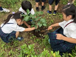 小学校　記念植樹（30.7）2